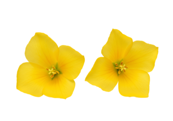 Two yellow flowers on transparent background closeup macro photography
