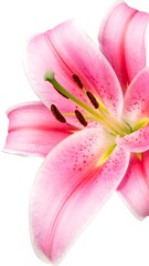 Fototapeta premium Close-up of a pink lily