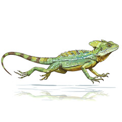 A detailed watercolor vector illustration of a green basilisk lizard running swiftly, isolated on a white background with a reflection