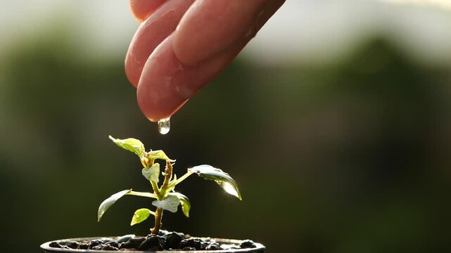 Growth concept with hand watering small seedling, symbolizing nurture, sustainability, natural balance, ecology, and environmental care for future development and green living.