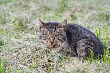 A grey cat sits in the mown grass, watches, rests and warms itself.