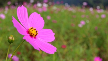Fototapeta premium Pink cosmos flower in a field
