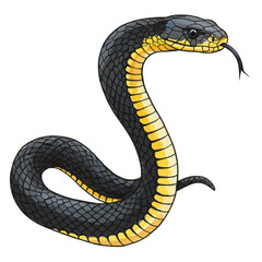 Fototapeta premium A detailed watercolor vector illustration of a striking black snake with a vibrant yellow belly, coiled with its forked tongue out