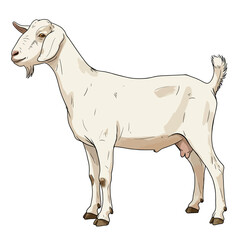 Fototapeta premium A beautifully detailed vector illustration of a white Saanen dairy goat. This full-body portrait shows the doe in a classic side profile, isolated on a clean white background
