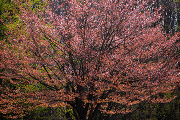 Cherry blossom tree with flowers fallen