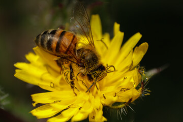 Abeja recolectando polen en flor amarilla