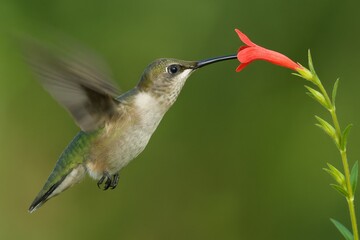 Fototapeta premium Hummingbird hovering in flight while feeding from a red tubular flower, captured in natural photography on a blurred green background