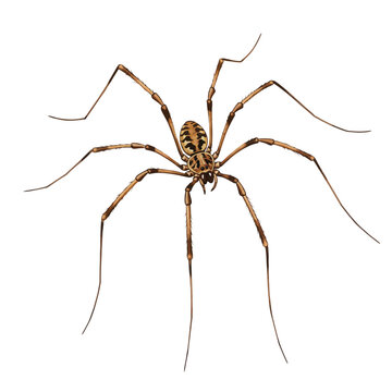 Detailed scientific illustration of a harvestman arachnid. This watercolor style vector of a daddy long-legs is isolated on a pure white background