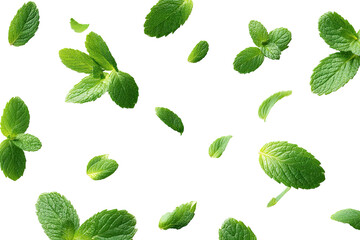 Fresh mint leaves scattered on a black background (4)