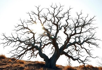 Fototapeta premium Sun-bleached, gnarled tree against a stark white sky, vintage filter applied, graphic, faded