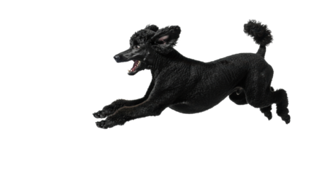 Adult obsidian black Standard Poodle, sleek, mid-leap, jaws open, catching iridescent blue sphere with futuristic glow on transparent studio background, intense focus, elite canine athleticism concept
