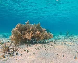 Beautiful colorful corals underwater in Cozumel