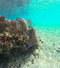 Beautiful colorful corals underwater in Cozumel