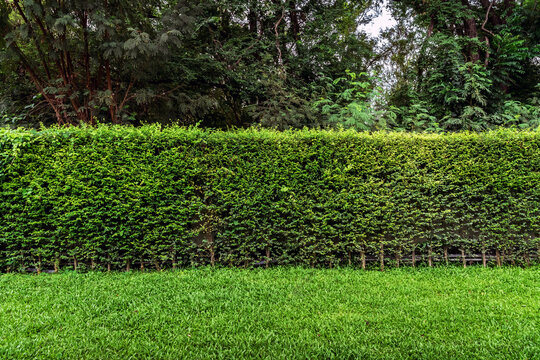 Green wall or plant fence for backdrop and texture. Green wall or hedgerow for background. Ligustrum Ovalifolium hedge. Natural wall by Ficus altissima tree. Beautiful exterior decoration in garden.