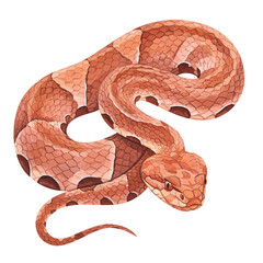 Fototapeta premium Detailed watercolor illustration of a venomous copperhead snake coiled with its distinctive hourglass pattern, isolated on a white background