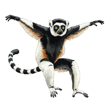 A detailed watercolor vector illustration of a Coquerel's sifaka lemur in a dynamic dancing pose, isolated on a white background