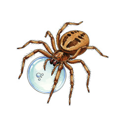Obraz premium Detailed watercolor vector illustration of a diving bell spider, Argyroneta aquatica, holding its underwater air bubble, isolated on a plain white background