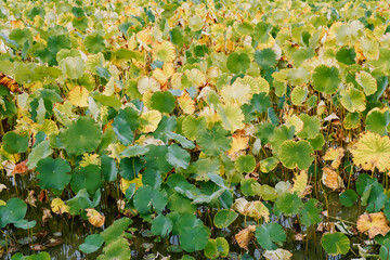 Withered lotus leaves in a calm autumn pond, showcasing natural decay, seasonal change, and serene beauty in fading colors
