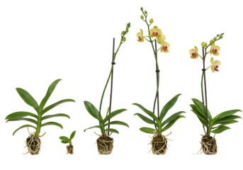 Orchid growth stages from seedling to bloom botanical illustration plant development life cycle horticulture botany nature photography growth process floral photography