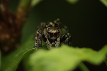 Jumping spiders (Salticidae) are the largest family of spiders, known for their large anterior eyes and excellent vision. They actively hunt by leaping onto prey with precision