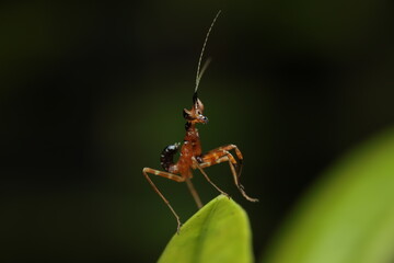 The flower mantis (Creobroter spp.) is a predatory insect that mimics flowers to ambush prey. Its...