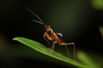 The ant-mimicking mantis (Odontomantis planiceps) is a predatory insect that mimics red ants as a defense mechanism. Its slender reddish body, rounded abdomen,