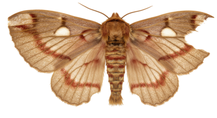 Brown moth with reddish markings on wings close up macro view transparent background