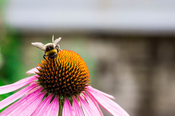 Echinacea purpurea colorful flower macro photo. blurred background with highlights, bokeh. space for text. natural beauty. pollinated by insects