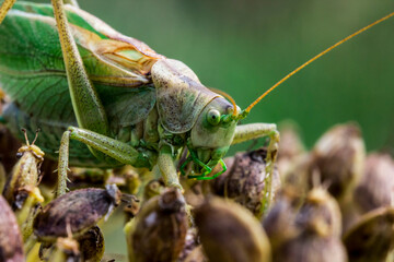 green grasshopper . wildlife. colorful detailed macro photo of an insect. close-up. space for text. screensaver.
