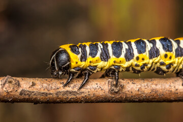 black-and-yellow-and-white caterpillar. colorful detailed macro photo of an insect in the wild. close-up. space for text. screensaver
