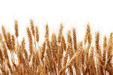 Fototapeta premium Golden wheat stalks against black