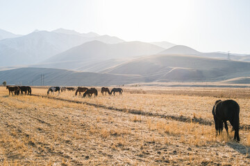 Herd of horses grazing in a dry field with mountains in the background. Natural landscape of domestic animals on a farm.