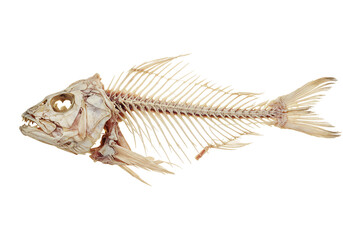 Fototapeta premium Fish skeleton detailed anatomy study transparent background