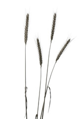 Fototapeta premium Three tall, brittle, desaturated brown stalks of dried wild rye with sparse, empty seed heads, isolated on transparent background with copy space, concept of nature's resilience and cycle.