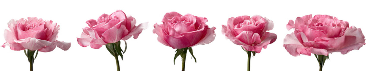 Pink Roses in a Row (2)