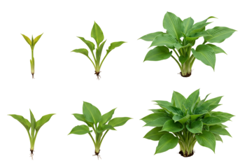 Plant growth stages from sprout to mature specimen