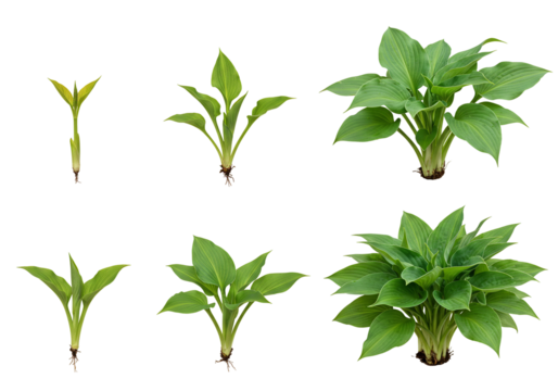 Plant growth stages from sprout to mature specimen