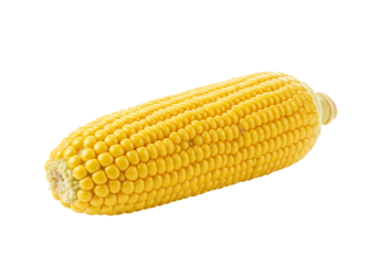 Closeup of ripe yellow ear of corn with transparent background