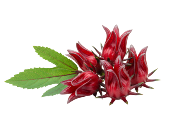Vibrant red roselle fruit with green leaves transparent background