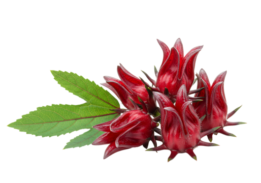 Vibrant red roselle fruit with green leaves transparent background