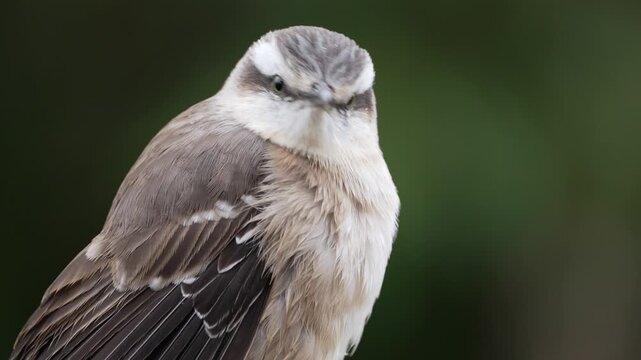 Close-up of a chalk-browed mockingbird perched, showing detailed feathers and alert expression against a soft green background.