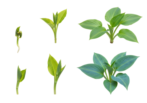 Plant growth stages seed to mature plant green leaves transparent background