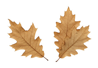 Fototapeta premium Dried oak leaves isolated on transparent background
