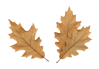 Dried oak leaves isolated on transparent background