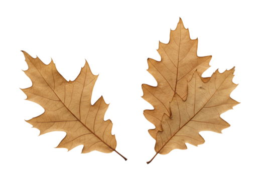 Dried oak leaves isolated on transparent background