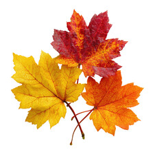 Fototapeta premium Three vibrant autumn leaves, a cluster of orange, yellow, and red hues, showcasing the beauty of fall foliage