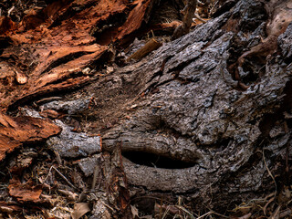 Close-up of Peeling and Cracked Tree Bark Texture Background.