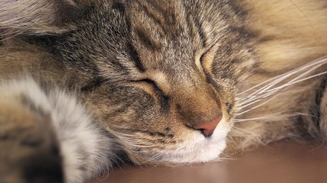 Close-up of a Norwegian Forest cat asleep while doing small lip smacks like "nom nom"