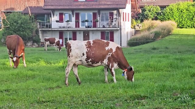 Cow eats grass near a cottage in Switzerland.