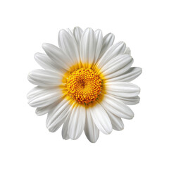 Close-up of a single, white daisy with a bright yellow center.  Soft, delicate petals radiate outward from the center.  Perfect, centered image against a black backdrop